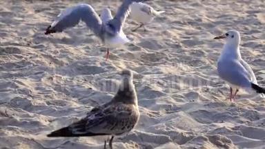饥饿的海鸥在海滩上寻<strong>找</strong>食物，<strong>找</strong>到并吃